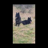 German Shepherd (Alsatian)