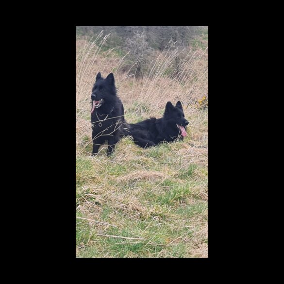 German Shepherd (Alsatian)