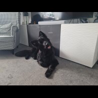 German Shepherd (Alsatian)