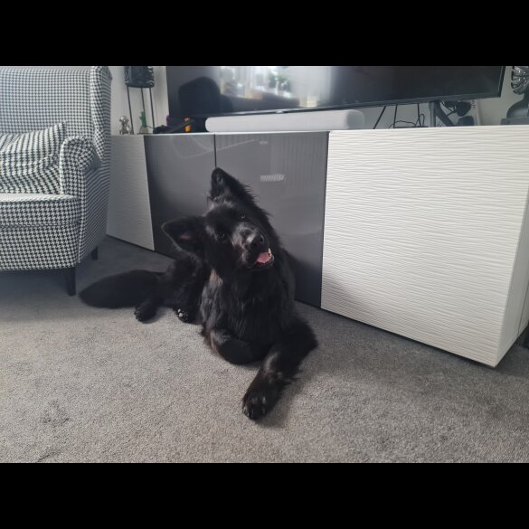 German Shepherd (Alsatian)