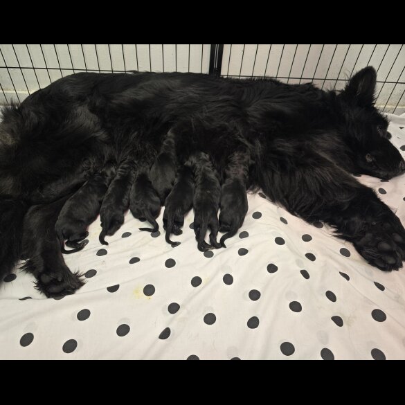 German Shepherd (Alsatian)