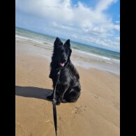 German Shepherd (Alsatian)