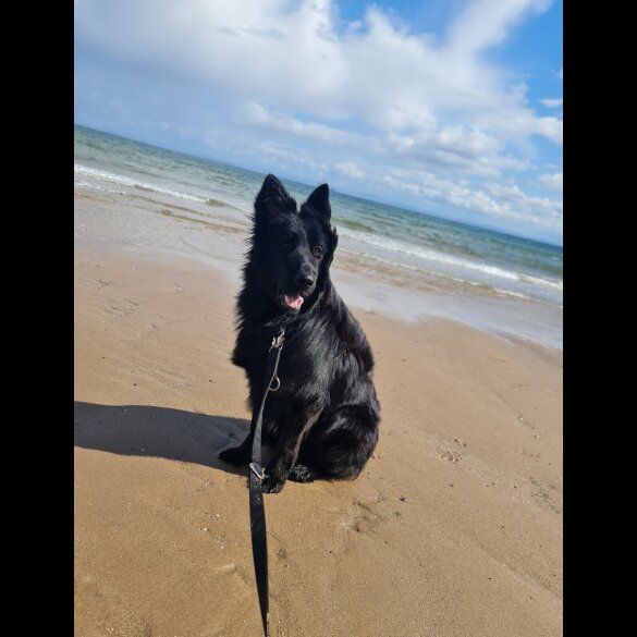 German Shepherd (Alsatian)