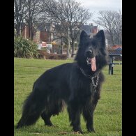 German Shepherd (Alsatian)