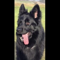 German Shepherd (Alsatian)