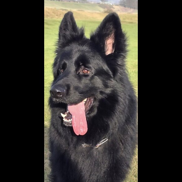 German Shepherd (Alsatian)