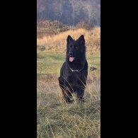 German Shepherd (Alsatian)