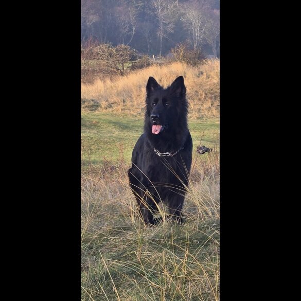 German Shepherd (Alsatian)