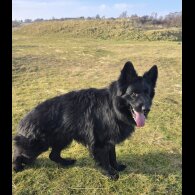 German Shepherd (Alsatian)