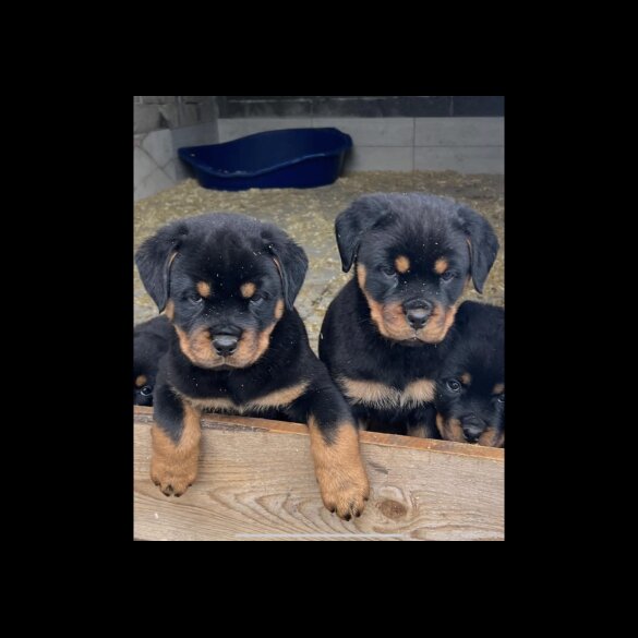 Rottweiler