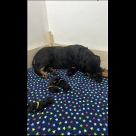 Rottweiler