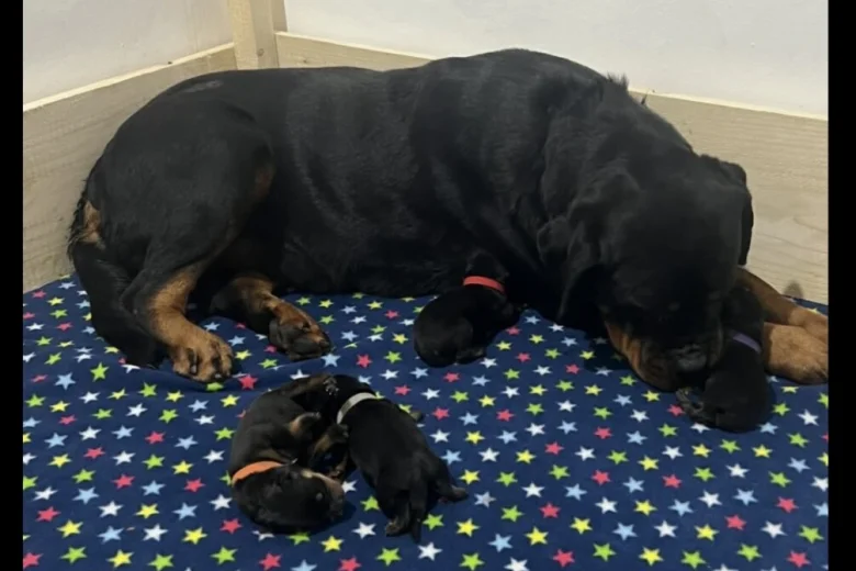 Rottweiler