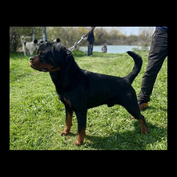 Rottweiler