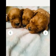 Cavapoo