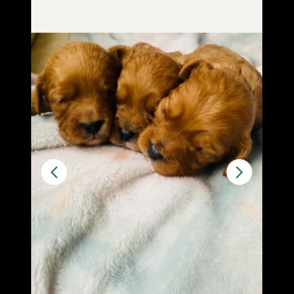 Cavapoo