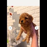Cavapoo