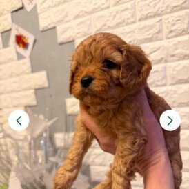 Cavapoo