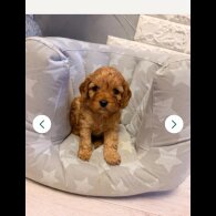Cavapoo