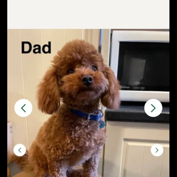 Cavapoo