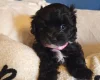 Mixed Breed