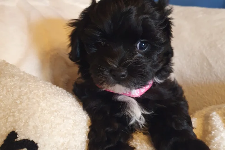 Mixed Breed