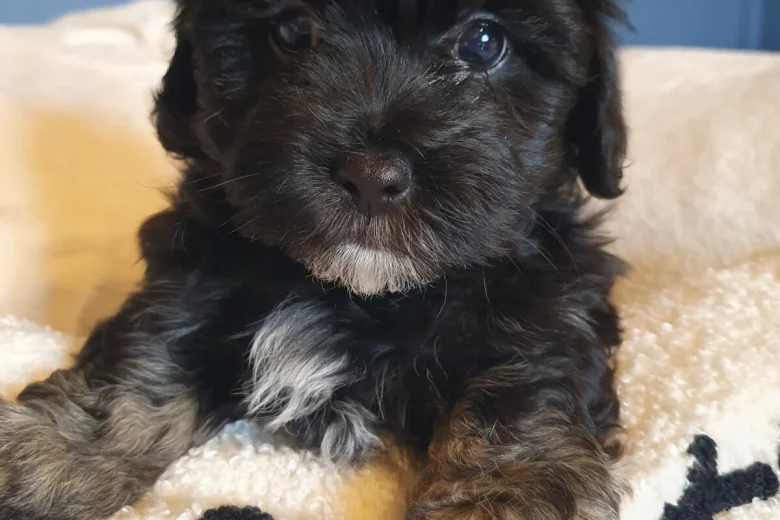 Mixed Breed