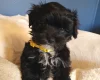 Mixed Breed