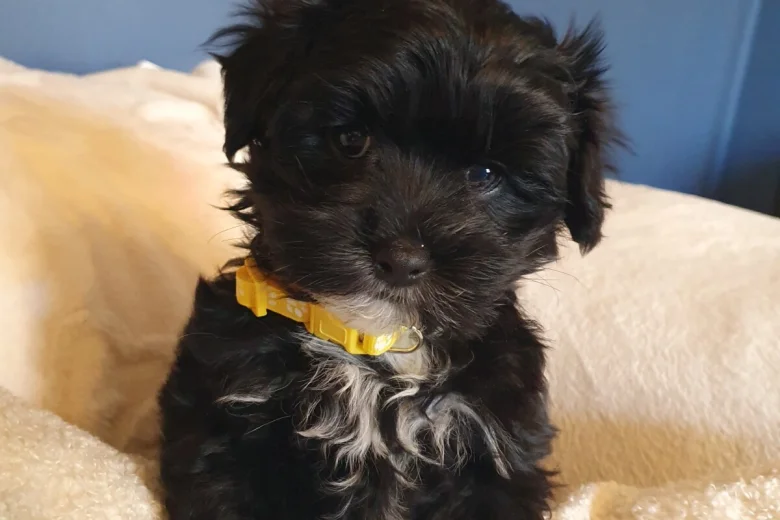 Mixed Breed
