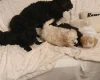 Mixed Breed