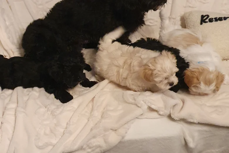 Mixed Breed