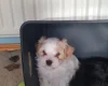 Mixed Breed