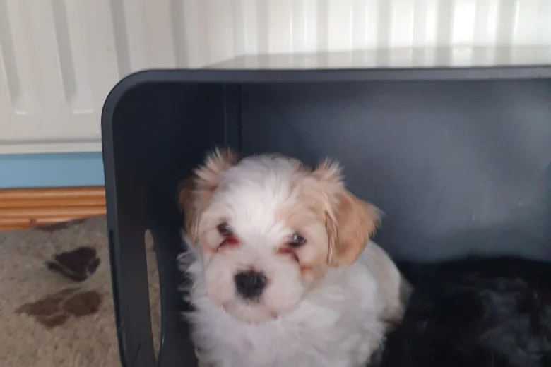 Mixed Breed