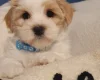 Mixed Breed