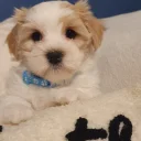 Mixed Breed