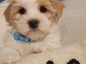 Mixed Breed