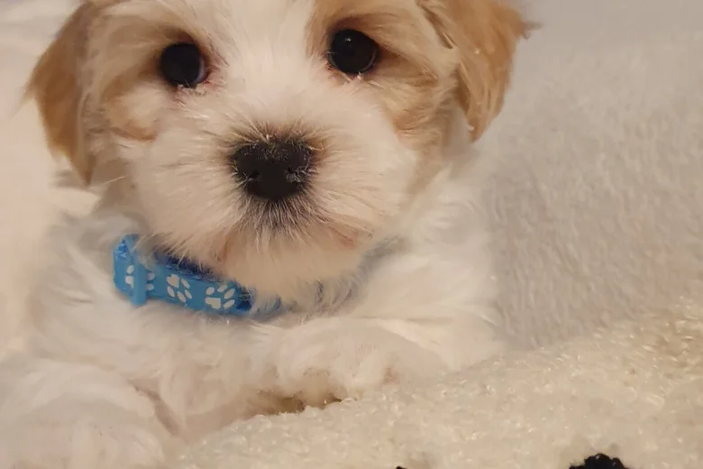 Mixed Breed