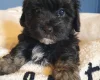 Mixed Breed