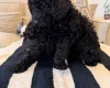 Toy Poodle