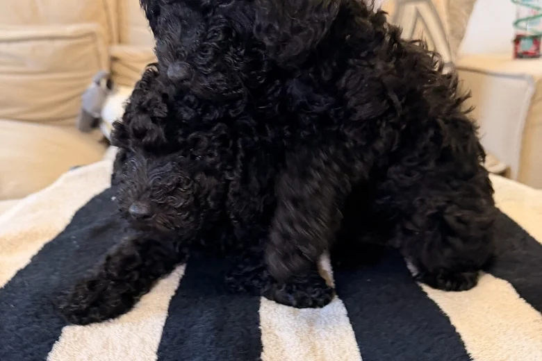 Toy Poodle