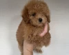 Toy Poodle