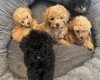 Toy Poodle