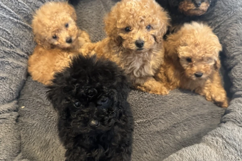 Toy Poodle