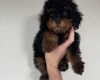 Toy Poodle