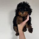 Toy Poodle
