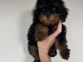 Toy Poodle