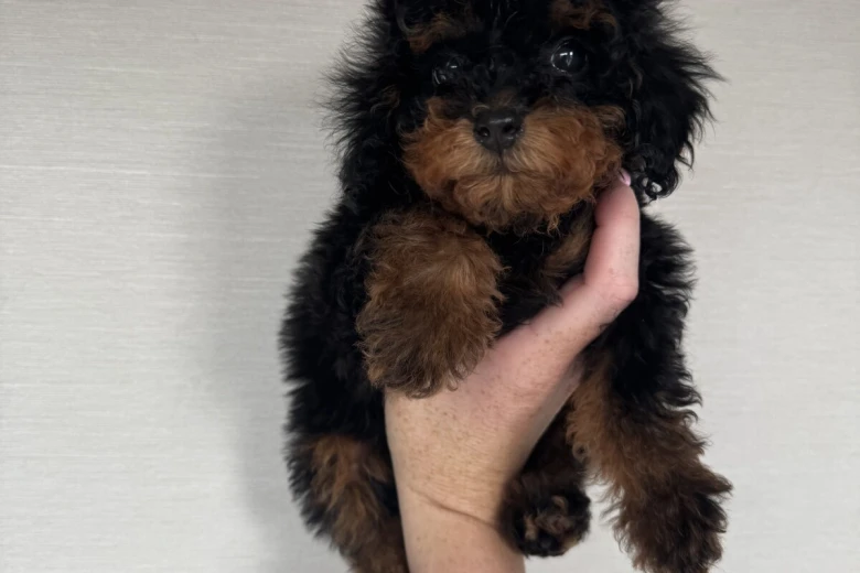Toy Poodle