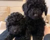 Toy Poodle