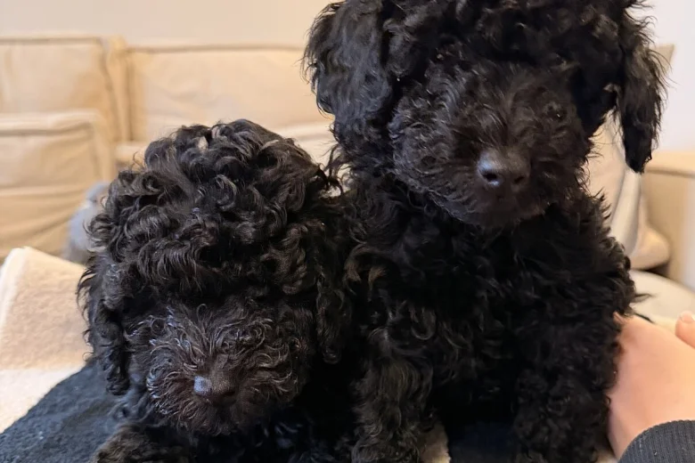 Toy Poodle