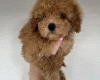 Toy Poodle
