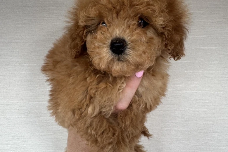 Toy Poodle